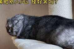 娱乐吃瓜猫嘎嘎,揭秘娱乐圈幕后趣闻