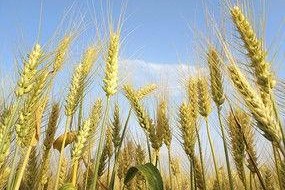 麦子资料,探寻农业发展新篇章